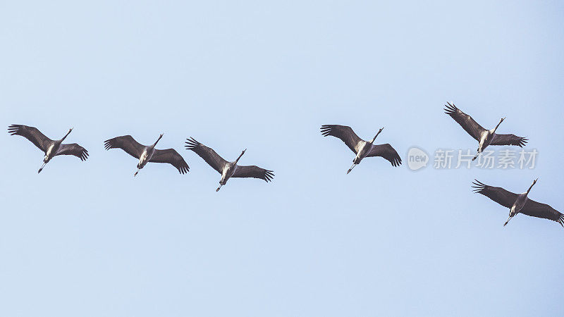 一组普通的起重机(Grus Grus)在天空中